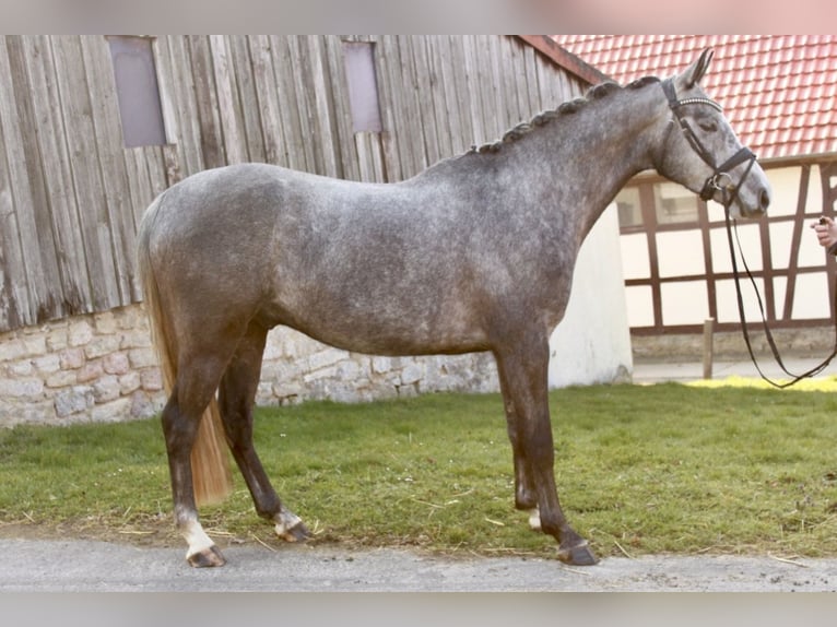 Hannoveraner Wallach 4 Jahre 161 cm Schimmel in Rosdorf