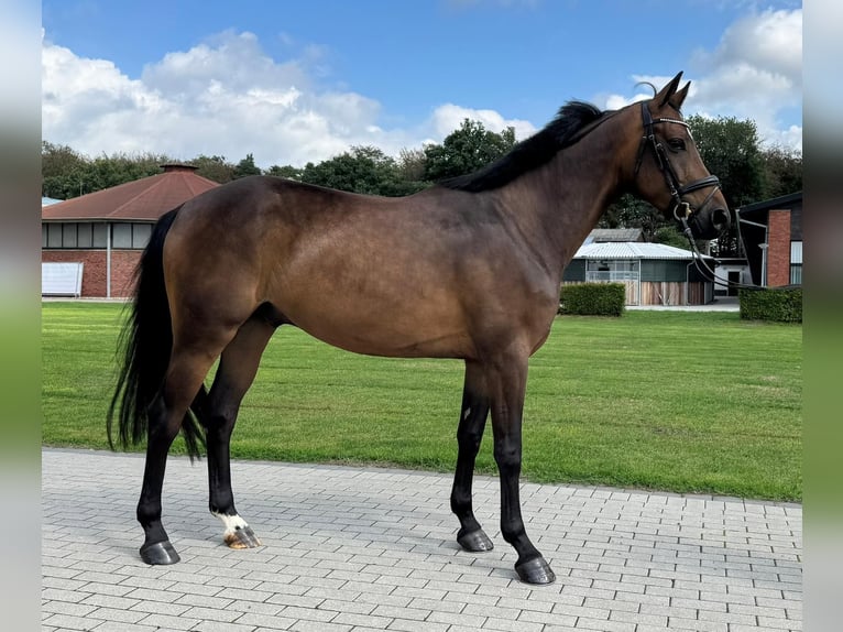 Hannoveraner Wallach 4 Jahre 162 cm Brauner in Münster
