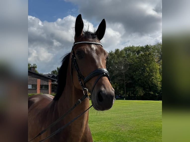 Hannoveraner Wallach 4 Jahre 162 cm Brauner in Münster