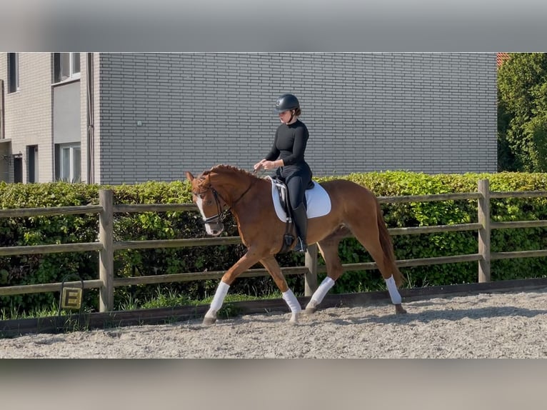 Hannoveraner Wallach 4 Jahre 162 cm Fuchs in Gronau (Leine)