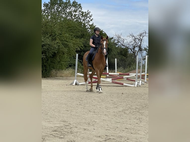 Hannoveraner Wallach 4 Jahre 162 cm Fuchs in Gronau (Leine)