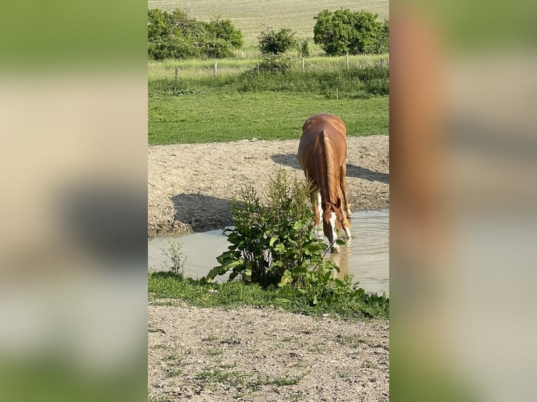 Hannoveraner Wallach 4 Jahre 162 cm Fuchs in Gronau (Leine)