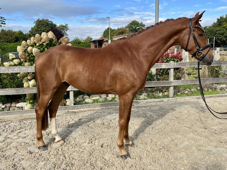 Hannoveraner Wallach 4 Jahre 162 cm Fuchs in Bargstedt