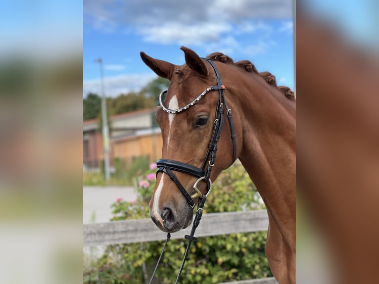Hannoveraner Wallach 4 Jahre 162 cm Fuchs in Bargstedt