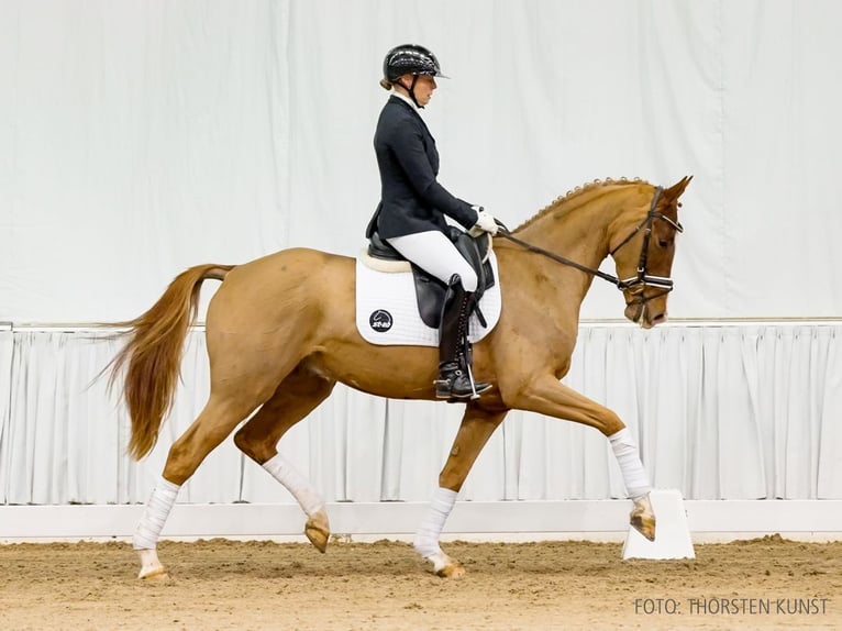 Hannoveraner Wallach 4 Jahre 162 cm Fuchs in Verden