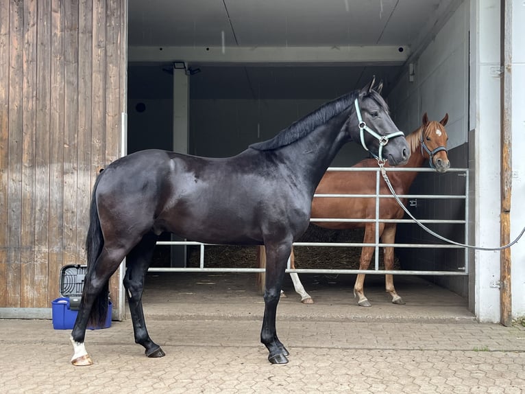 Hannoveraner Wallach 4 Jahre 162 cm Rappe in Gengenbach