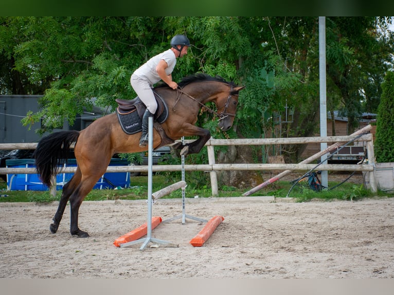 Hannoveraner Wallach 4 Jahre 163 cm Brauner in Wambrechies