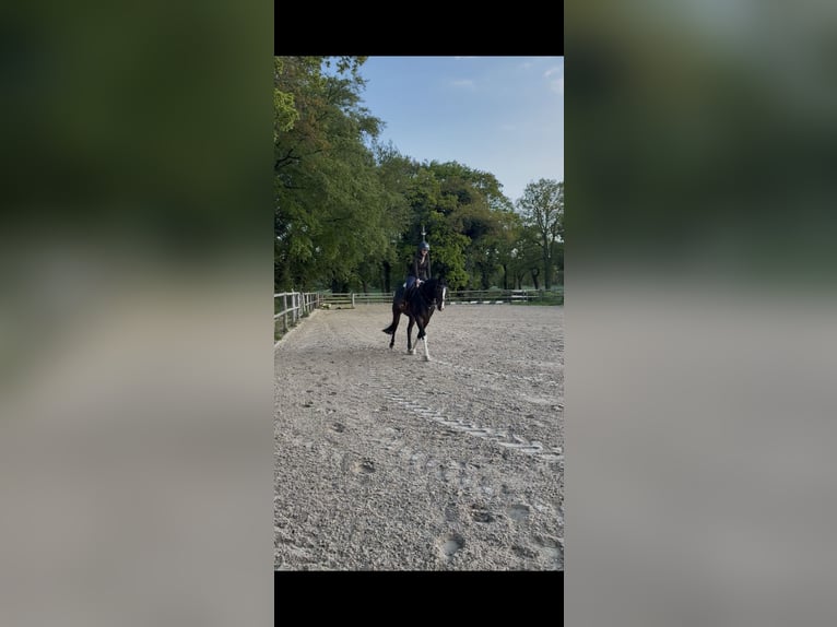 Hannoveraner Wallach 4 Jahre 163 cm Dunkelbrauner in Hagen im Bremischen