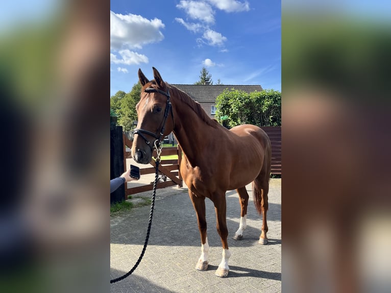 Hannoveraner Wallach 4 Jahre 163 cm Dunkelfuchs in Uden