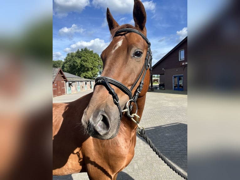 Hannoveraner Wallach 4 Jahre 163 cm Dunkelfuchs in Uden
