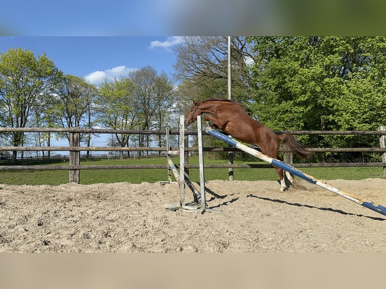 Hannoveraner Wallach 4 Jahre 163 cm Fuchs in Lilienthal