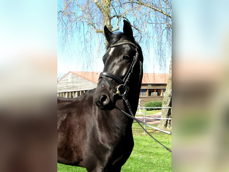 Hannoveraner Wallach 4 Jahre 163 cm Rappe in Ankum