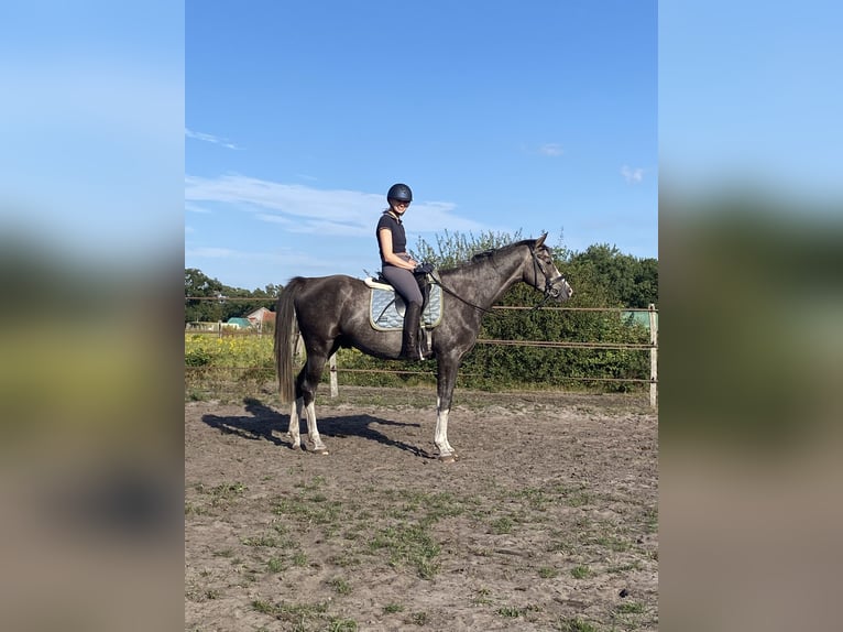 Hannoveraner Wallach 4 Jahre 164 cm Apfelschimmel in Neetze