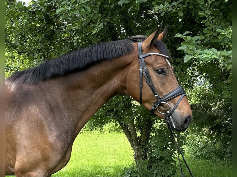 Hannoveraner Wallach 4 Jahre 164 cm Brauner in Nutteln