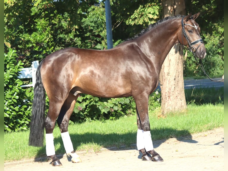 Hannoveraner Wallach 4 Jahre 164 cm Brauner in Selsingen