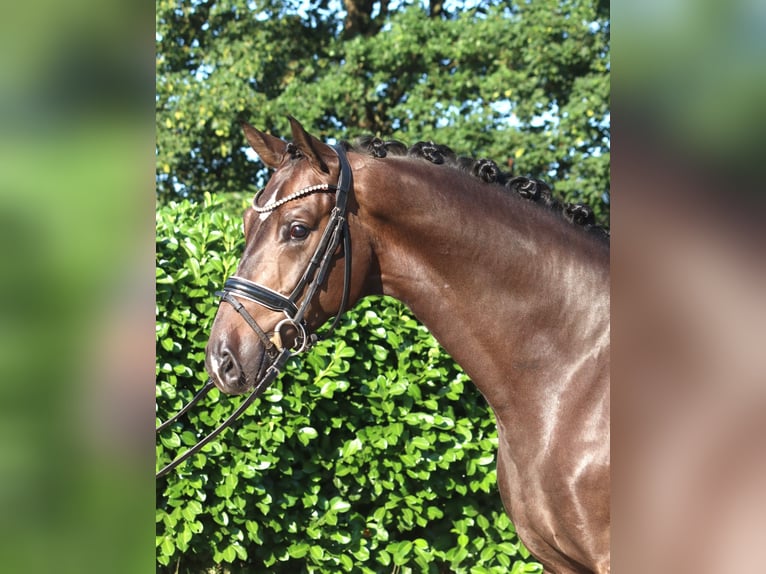 Hannoveraner Wallach 4 Jahre 164 cm Brauner in Selsingen