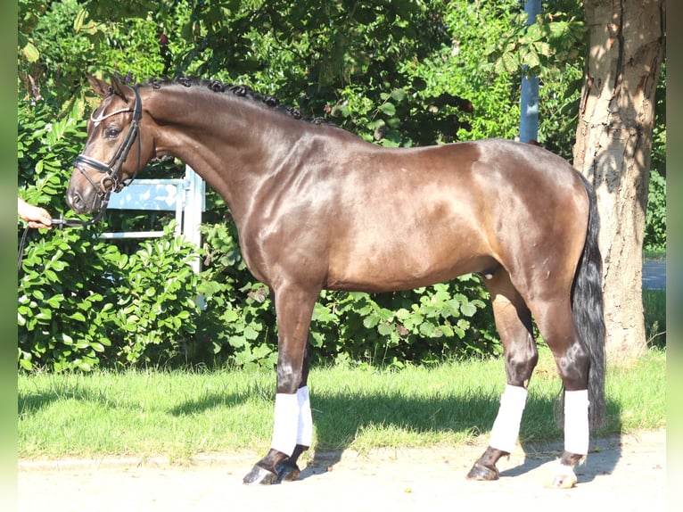 Hannoveraner Wallach 4 Jahre 164 cm Brauner in Selsingen
