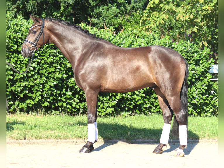 Hannoveraner Wallach 4 Jahre 164 cm Brauner in Selsingen
