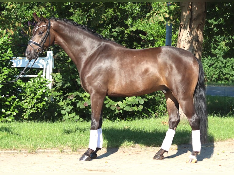 Hannoveraner Wallach 4 Jahre 164 cm Brauner in Selsingen