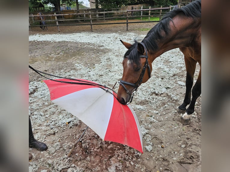 Hannoveraner Wallach 4 Jahre 164 cm Brauner in Geestland