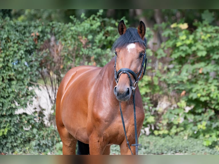 Hannoveraner Wallach 4 Jahre 164 cm Brauner in Geestland