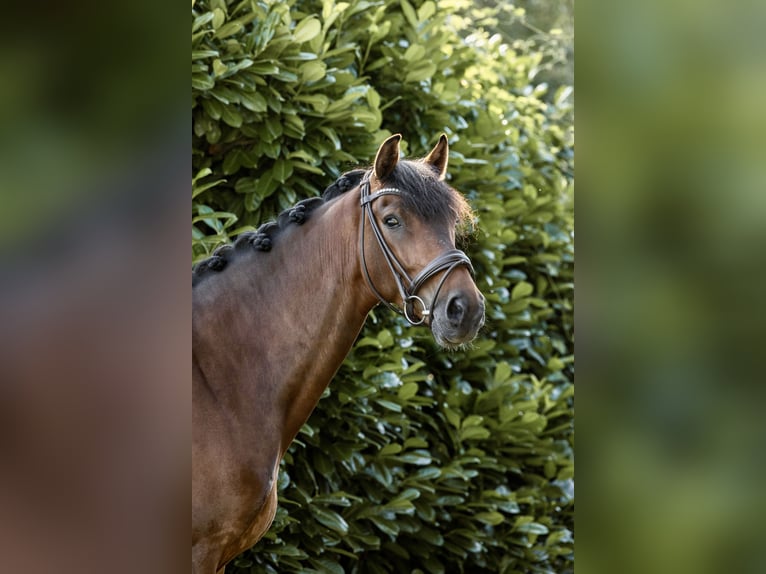 Hannoveraner Wallach 4 Jahre 164 cm Brauner in Krefeld