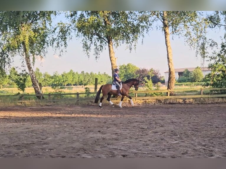 Hannoveraner Wallach 4 Jahre 164 cm Brauner in Krefeld