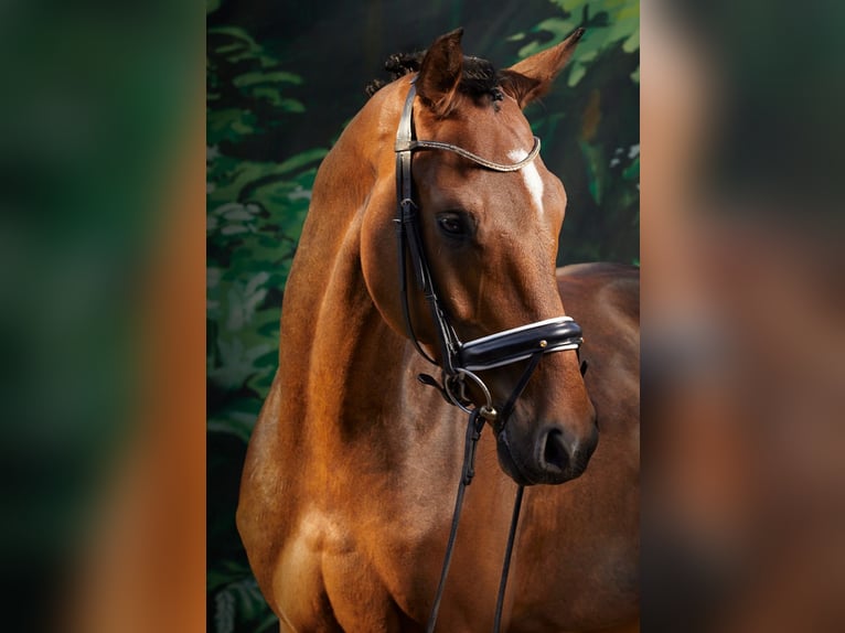 Hannoveraner Wallach 4 Jahre 164 cm Brauner in Lintig