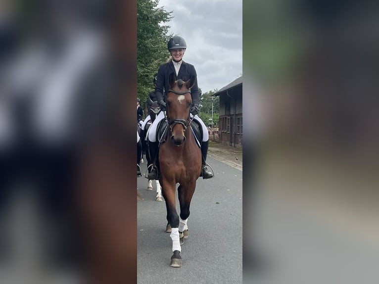 Hannoveraner Wallach 4 Jahre 164 cm Brauner in Geestland