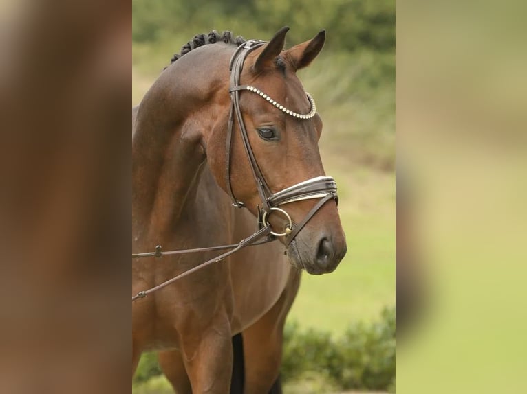 Hannoveraner Wallach 4 Jahre 164 cm Dunkelbrauner in Sassenberg