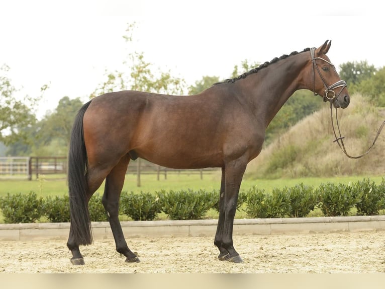 Hannoveraner Wallach 4 Jahre 164 cm Dunkelbrauner in Sassenberg