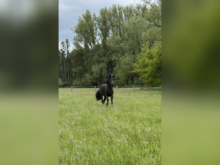 Hannoveraner Wallach 4 Jahre 164 cm Dunkelbrauner in Brechen