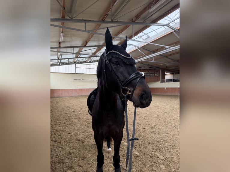 Hannoveraner Wallach 4 Jahre 164 cm Dunkelbrauner in Brechen