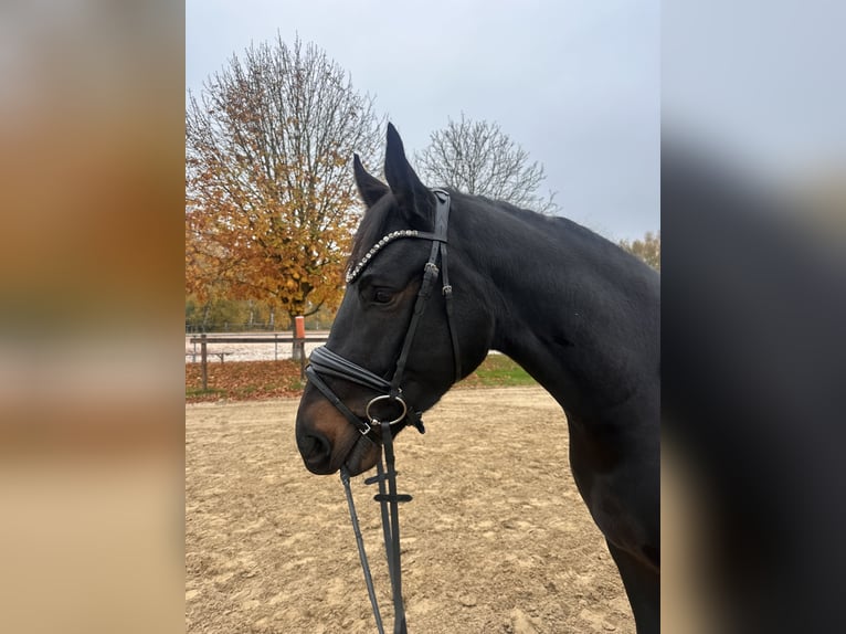 Hannoveraner Wallach 4 Jahre 164 cm Dunkelbrauner in Brechen
