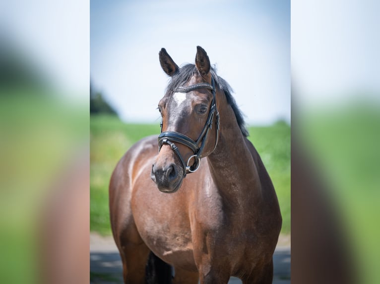 Hannoveraner Wallach 4 Jahre 164 cm Dunkelbrauner in Bramsche