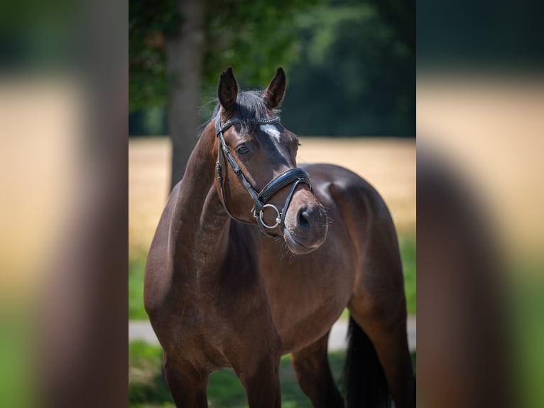 Hannoveraner Wallach 4 Jahre 164 cm Dunkelbrauner in Bramsche