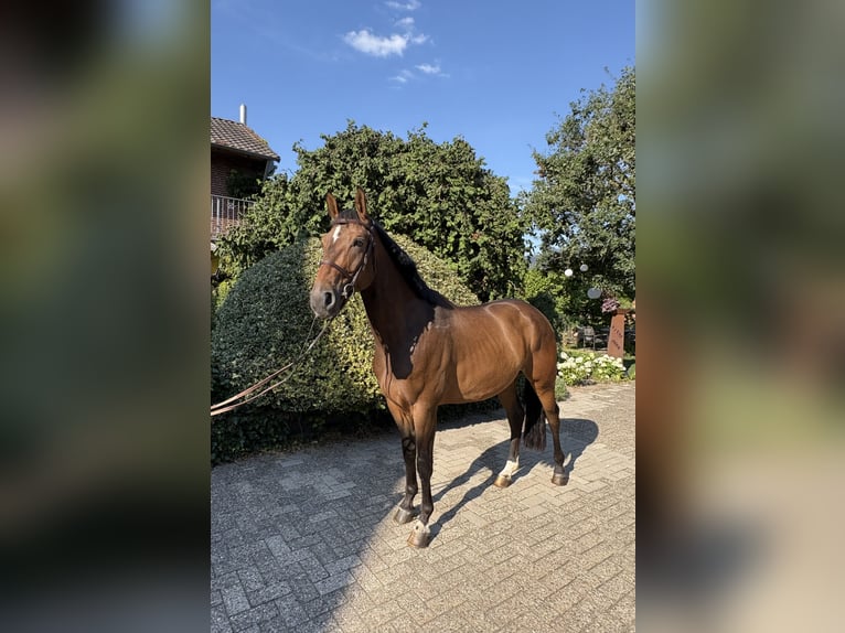 Hannoveraner Wallach 4 Jahre 164 cm Dunkelbrauner in Ganderkesee