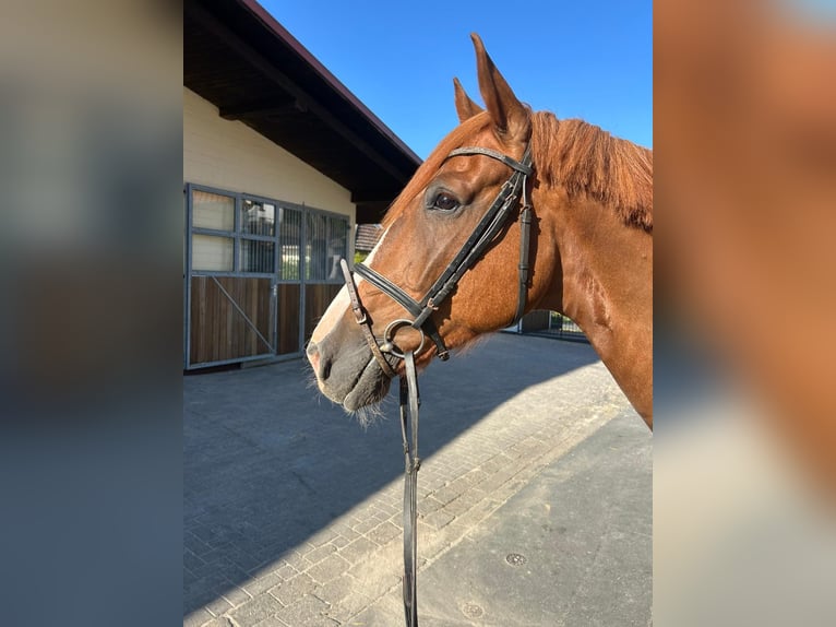 Hannoveraner Wallach 4 Jahre 164 cm Fuchs in EinbeckEinbeck
