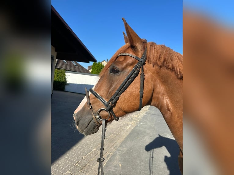 Hannoveraner Wallach 4 Jahre 164 cm Fuchs in EinbeckEinbeck