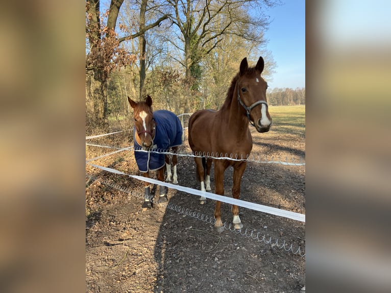 Hannoveraner Wallach 4 Jahre 164 cm Fuchs in Landesbergen