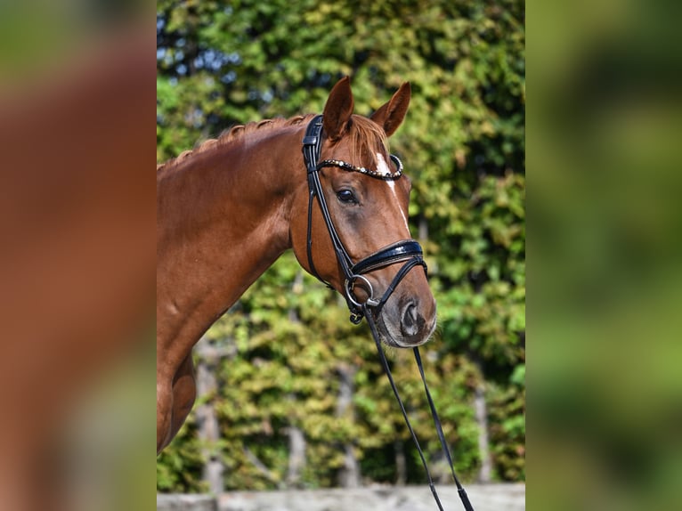 Hannoveraner Wallach 4 Jahre 164 cm Fuchs in Rosenheim