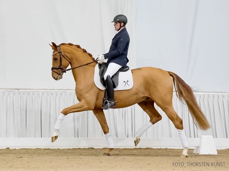 Hannoveraner Wallach 4 Jahre 164 cm Fuchs in Verden