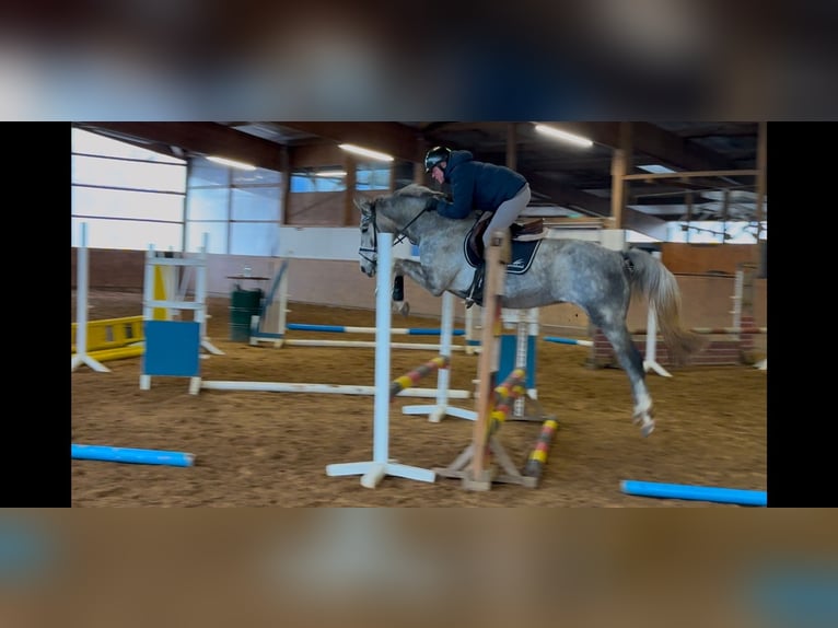 Hannoveraner Wallach 4 Jahre 164 cm in Bremerv&#xF6;rde