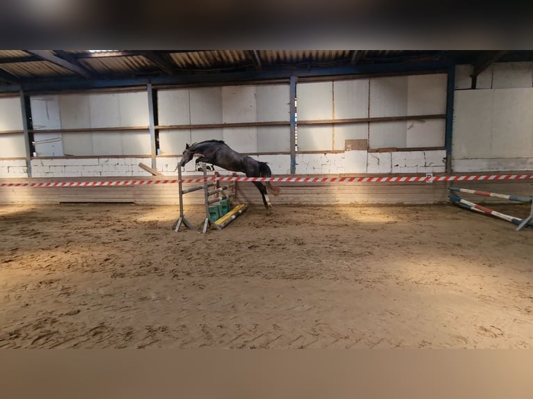 Hannoveraner Wallach 4 Jahre 165 cm Apfelschimmel in Ahrensbök