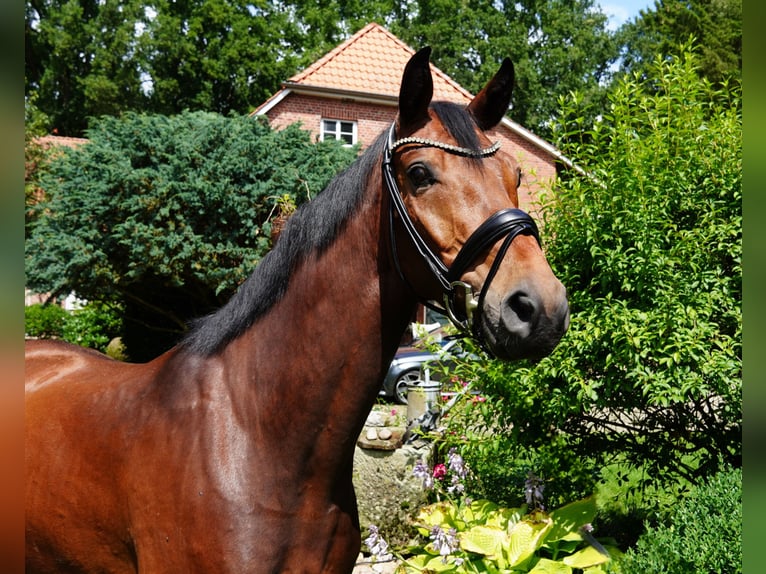 Hannoveraner Wallach 4 Jahre 165 cm Brauner in Brockel