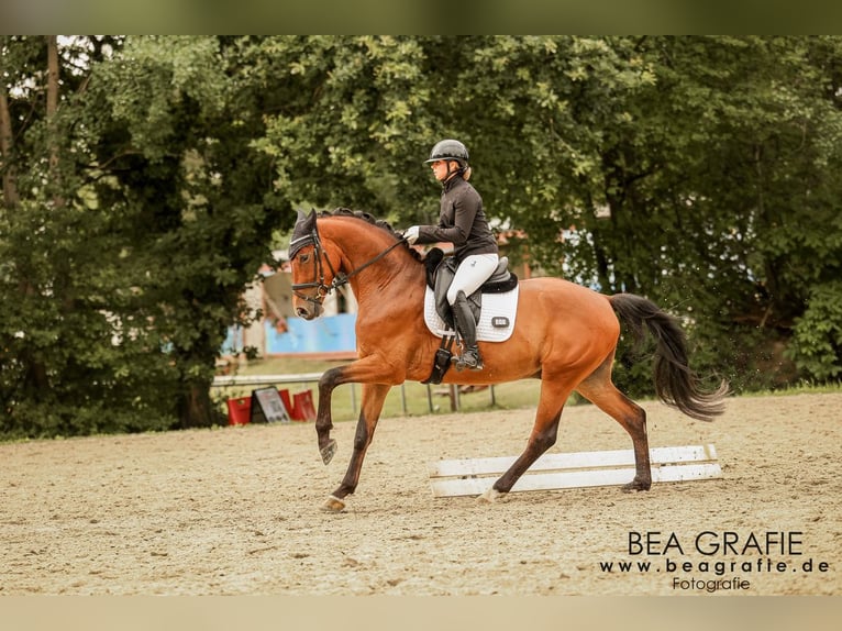 Hannoveraner Wallach 4 Jahre 165 cm Brauner in Deinste