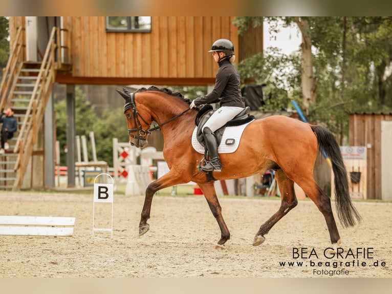Hannoveraner Wallach 4 Jahre 165 cm Brauner in Deinste