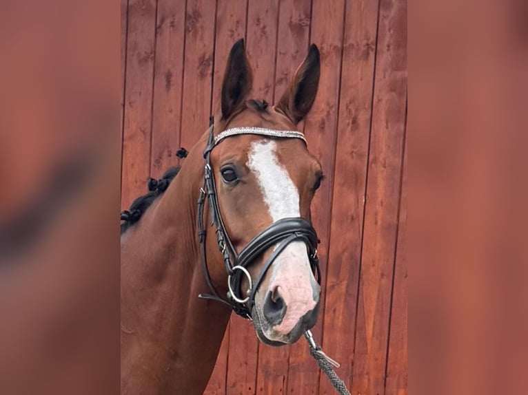 Hannoveraner Wallach 4 Jahre 165 cm Brauner in Norderstedt