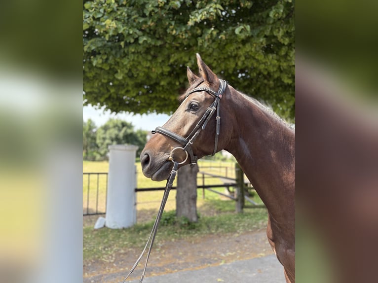 Hannoveraner Wallach 4 Jahre 165 cm Brauner in Krefeld
