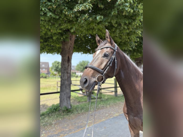 Hannoveraner Wallach 4 Jahre 165 cm Brauner in Krefeld